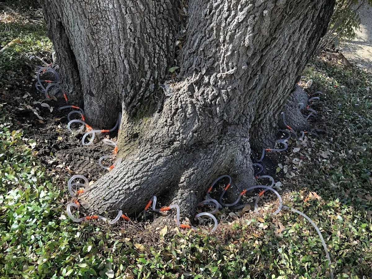 Detailed Tree Cabling and Bracing job site in Hamptonville