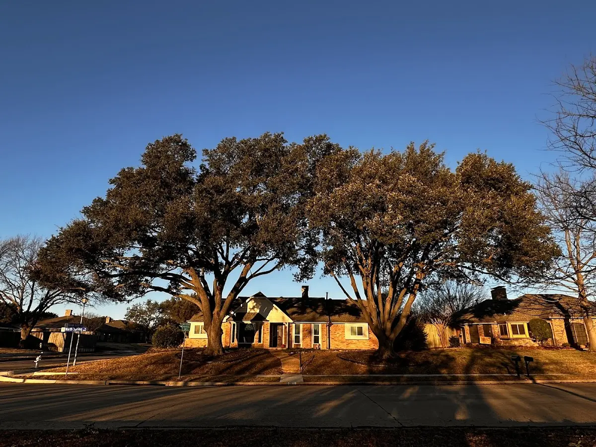 Established residential canopy tree shading a home in Hamptonville